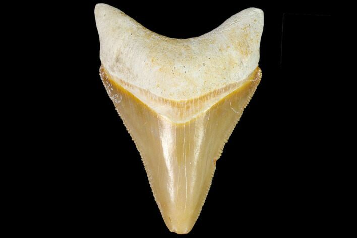 Serrated, Fossil Megalodon Tooth - Florida #110460